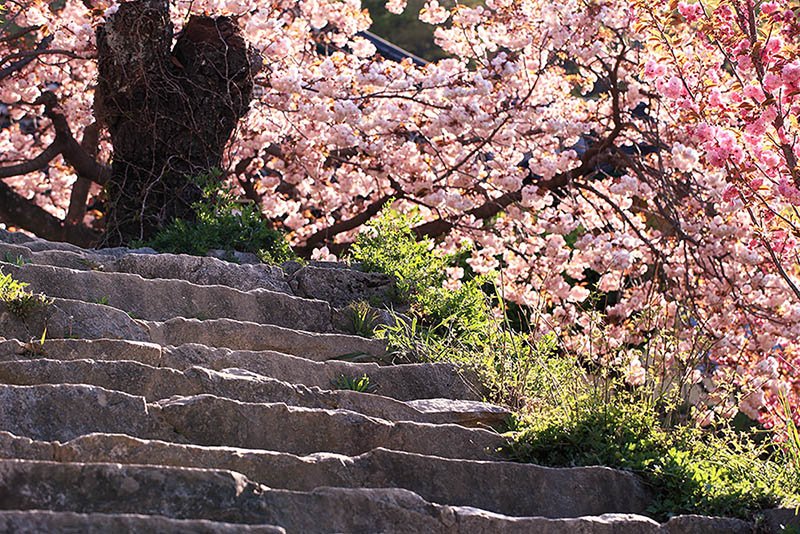 IMG_0003-.jpg : 봄 나들이 정모 IMG_0003-.jpg : 봄 나들이 정모