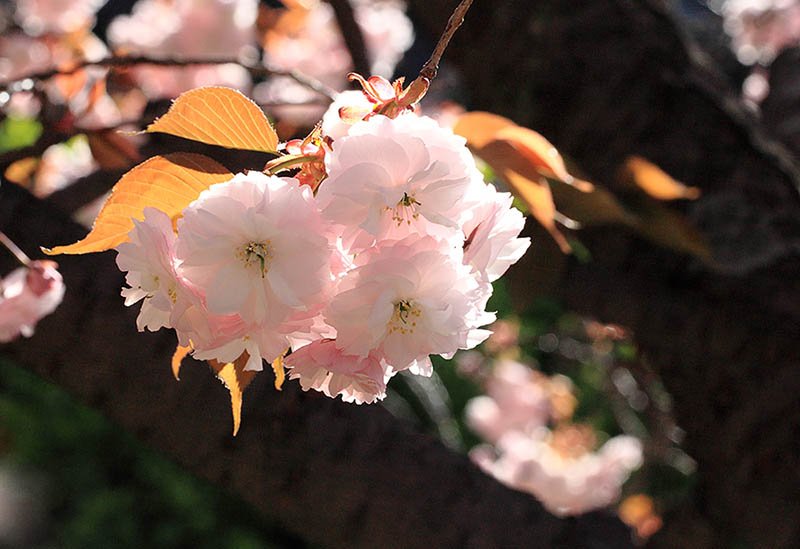 IMG_0052-.jpg : 봄 나들이 정모 IMG_0052-.jpg : 봄 나들이 정모