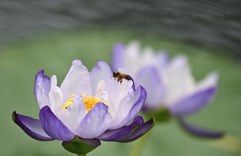 _DSC6574_00001.jpg : 수련