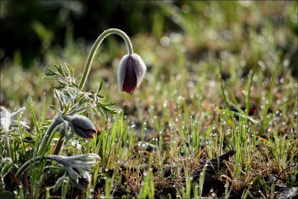 DSC_98492.jpg : 아침이슬속의 할미꽃