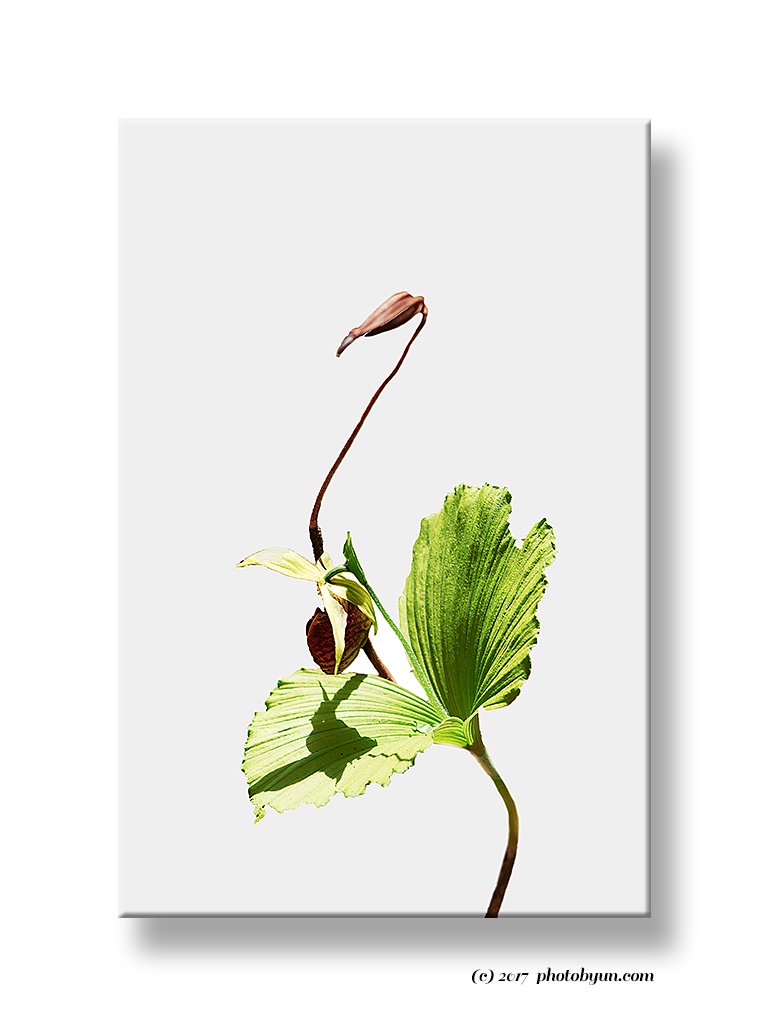 Q23C9752.jpg : 광릉요강꽃