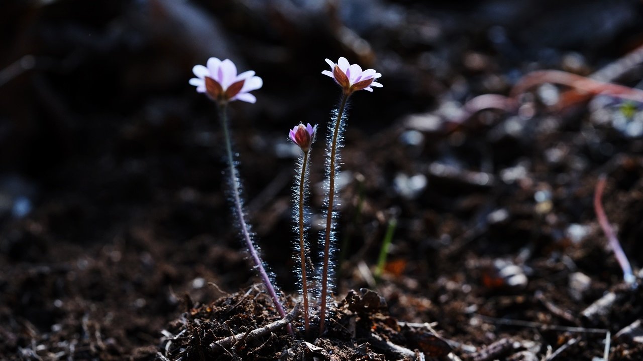 DSC05434.JPG : 꽃 벙개