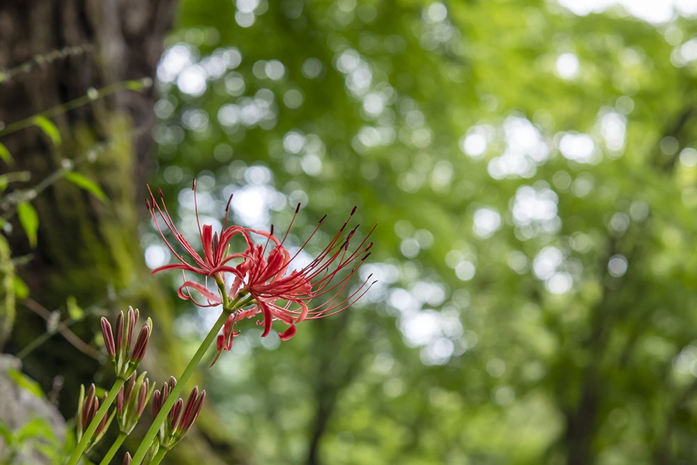 LMJ_6278.jpg : 꽃무릇