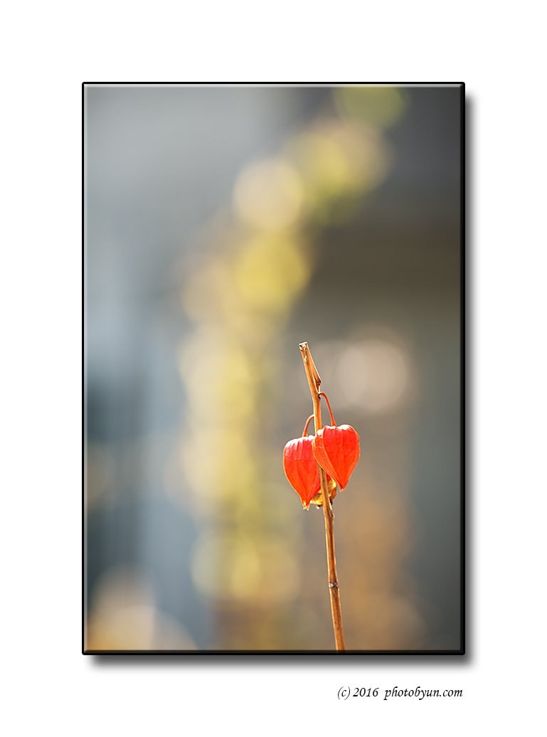 Q23C5982.jpg : 꽈리