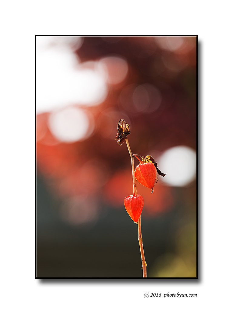 Q23C5981.jpg : 꽈리