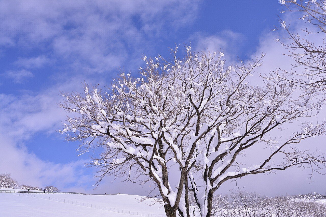 BandPhoto_2021_01_19_21_47_48.jpg : 겨울 이야기