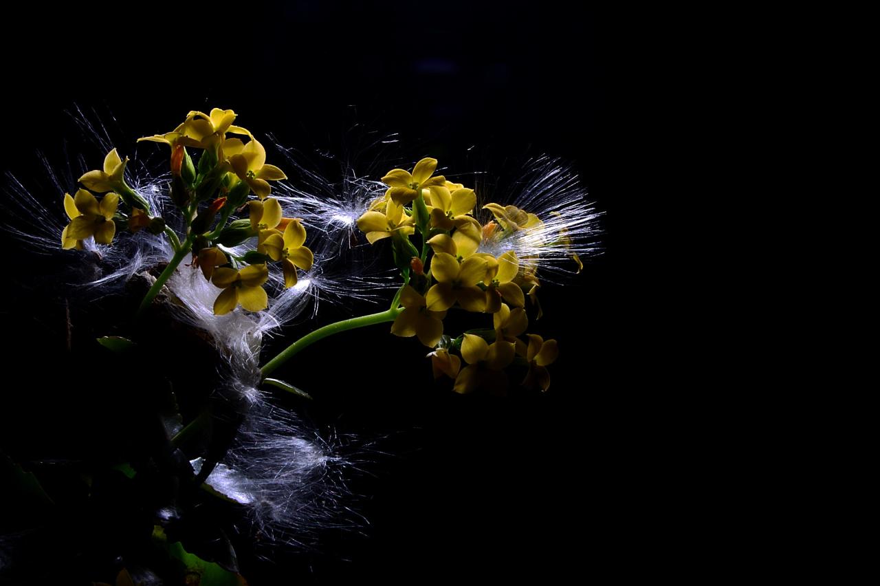 BandPhoto_7993270883.jpg : 박주가리&카랑코에