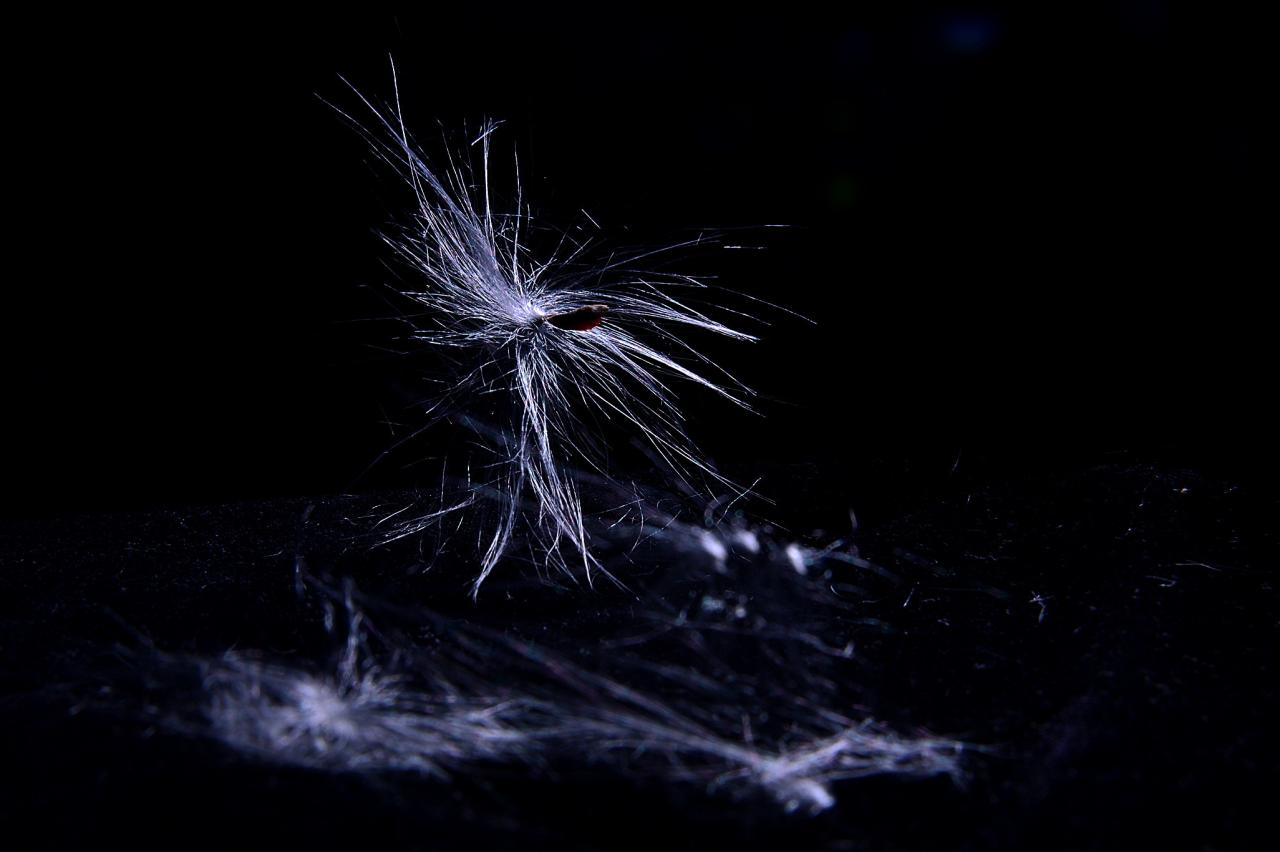 BandPhoto_7993270892.jpg : 박주가리&카랑코에