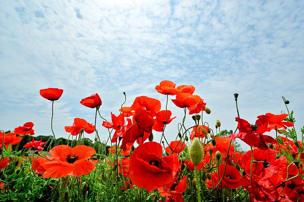 _DSC7138.jpg : 탑동시민농장 양귀비