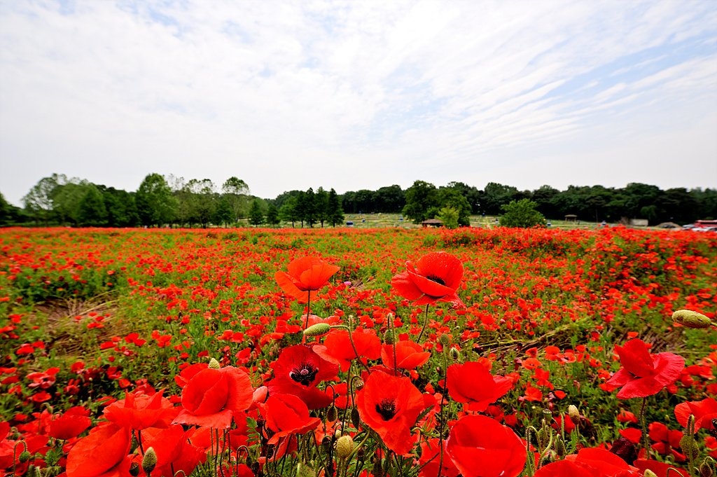 _DSC7120.jpg : 탑동시민농장 양귀비