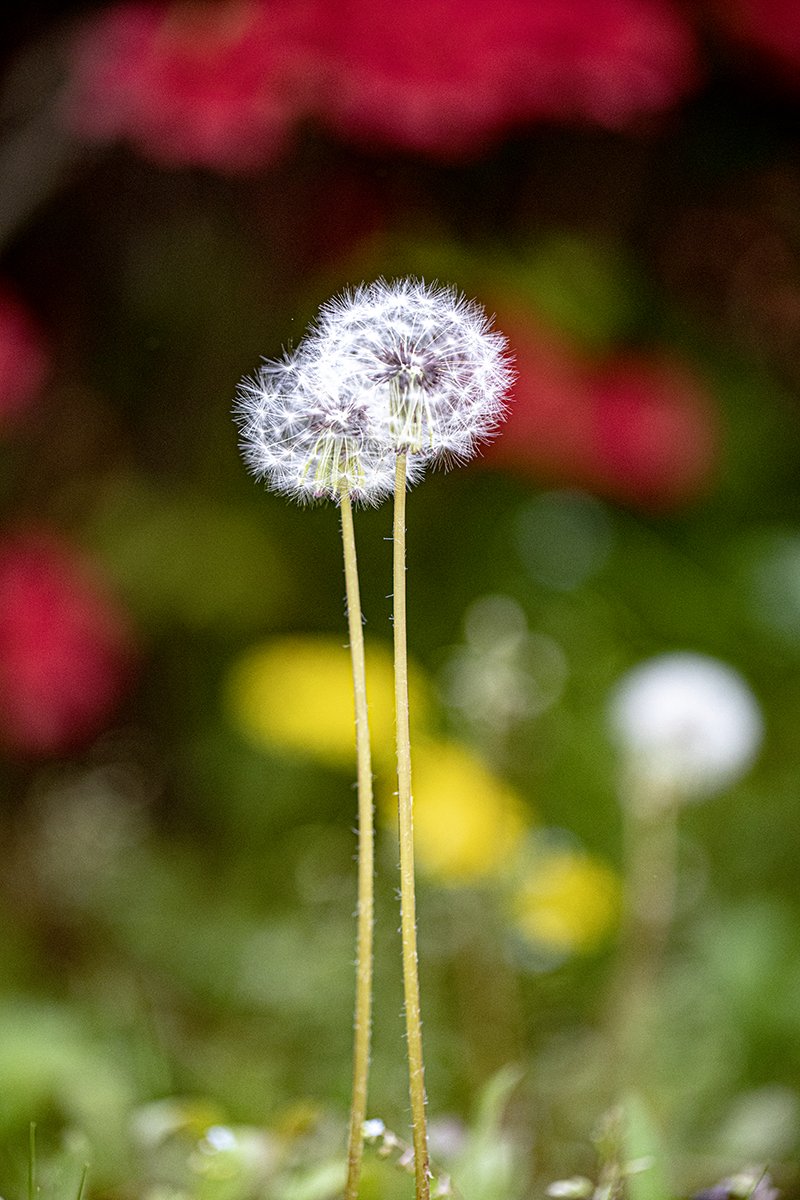 JWK13024s.jpg : 老華