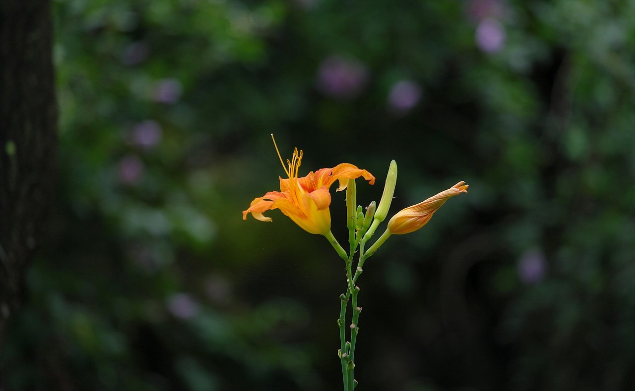 SAM_0349_01.jpg : 오산 물향기 수목원에서~