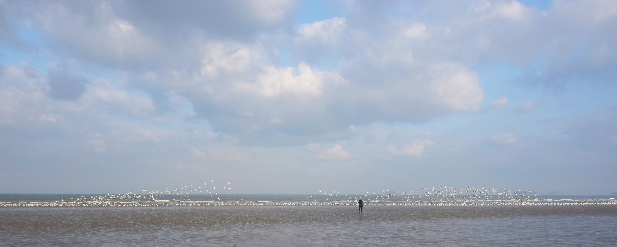 crDSC_7497cr.JPG : 갈매기..