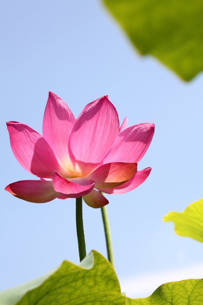 IMG_7684-1.JPG : 오랜만에 올립니다.