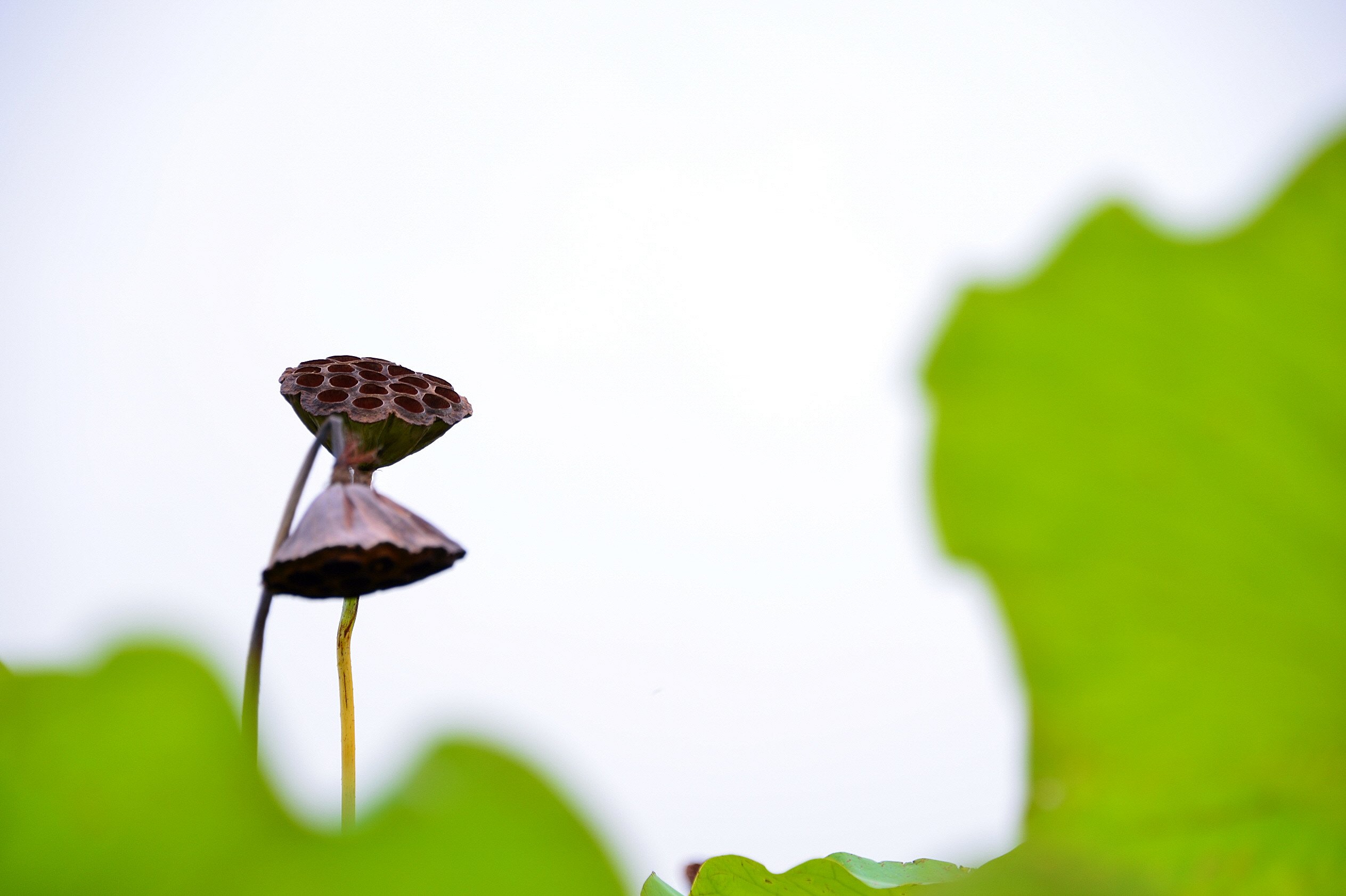 DSC_5452.JPG : 연밥이 익어가네요