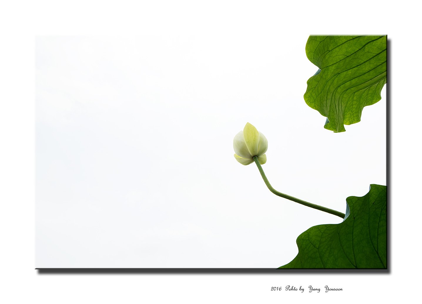 DSC_7322-r-11.jpg : 그리움