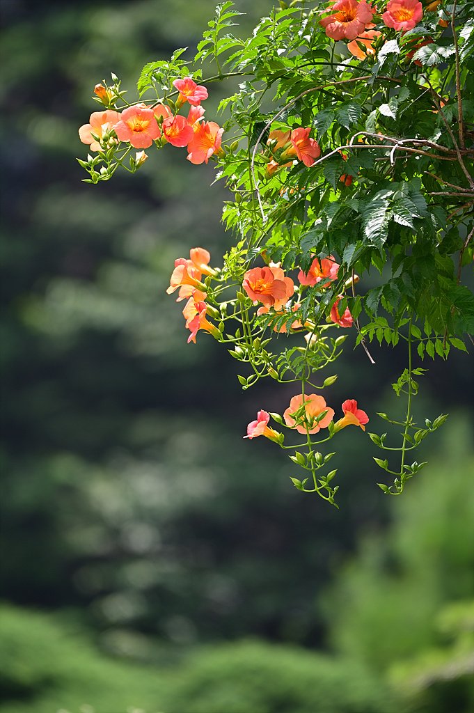 _DSC5383_00001.jpg : 물향기 수목원 능소화