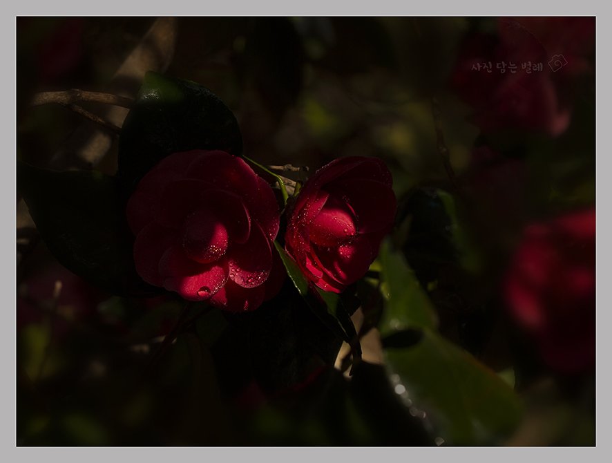 CE3A2106best1 resize.jpg : 아파트  화단...20년 넘은 동백꽃