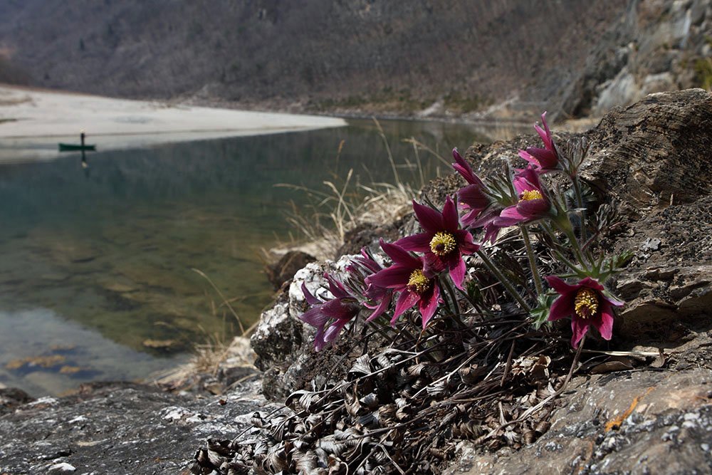 IMG_0177-.jpg : 동강할미꽃