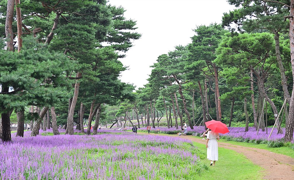 _DSC7665_00001.jpg : 노송공원