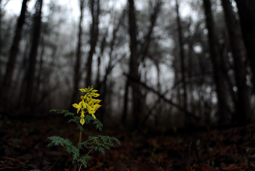 괴불주머니.jpg : 괴불주머니