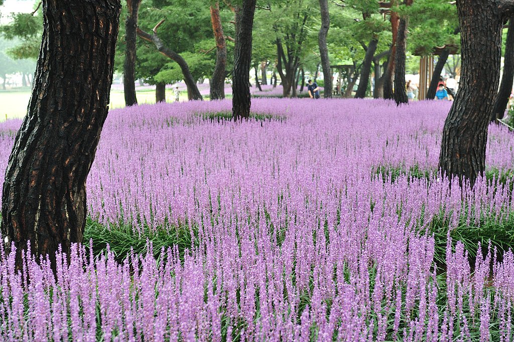 _DSC7251_00001.jpg : 서울 올림픽 공원의 맥문동