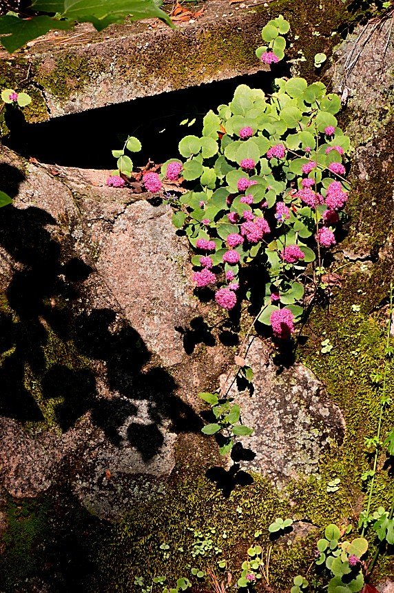 BandPhoto_10417618255.jpg : 둥근잎 꿩의비름꽃