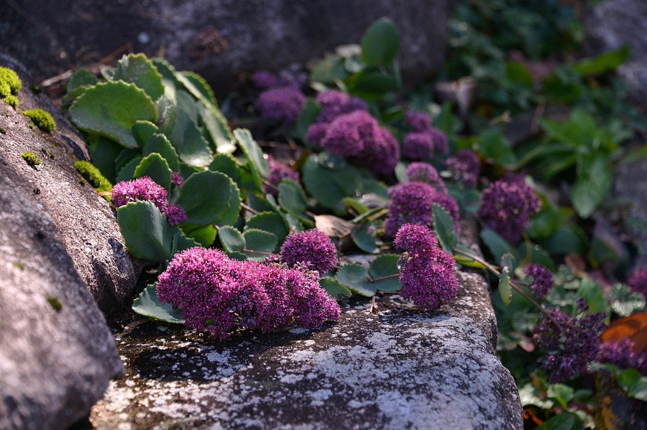 BandPhoto_10417618247.jpg : 둥근잎 꿩의비름꽃