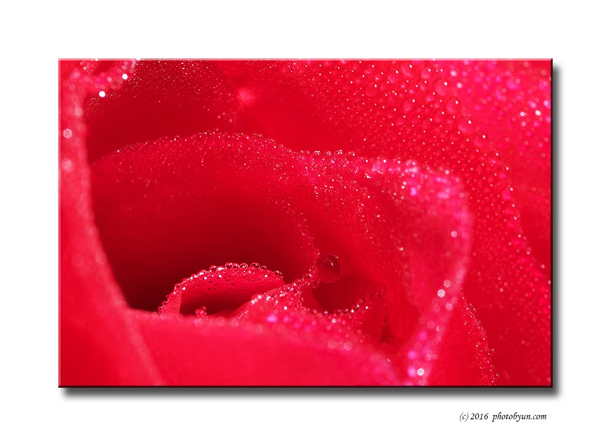 181A7503.jpg : 장미에 반하여