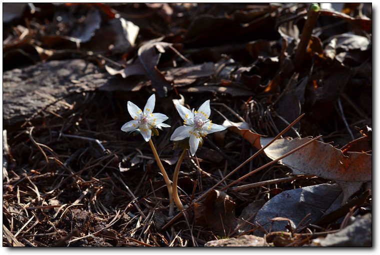 DSC_3299.jpg : 부부 바람꽃