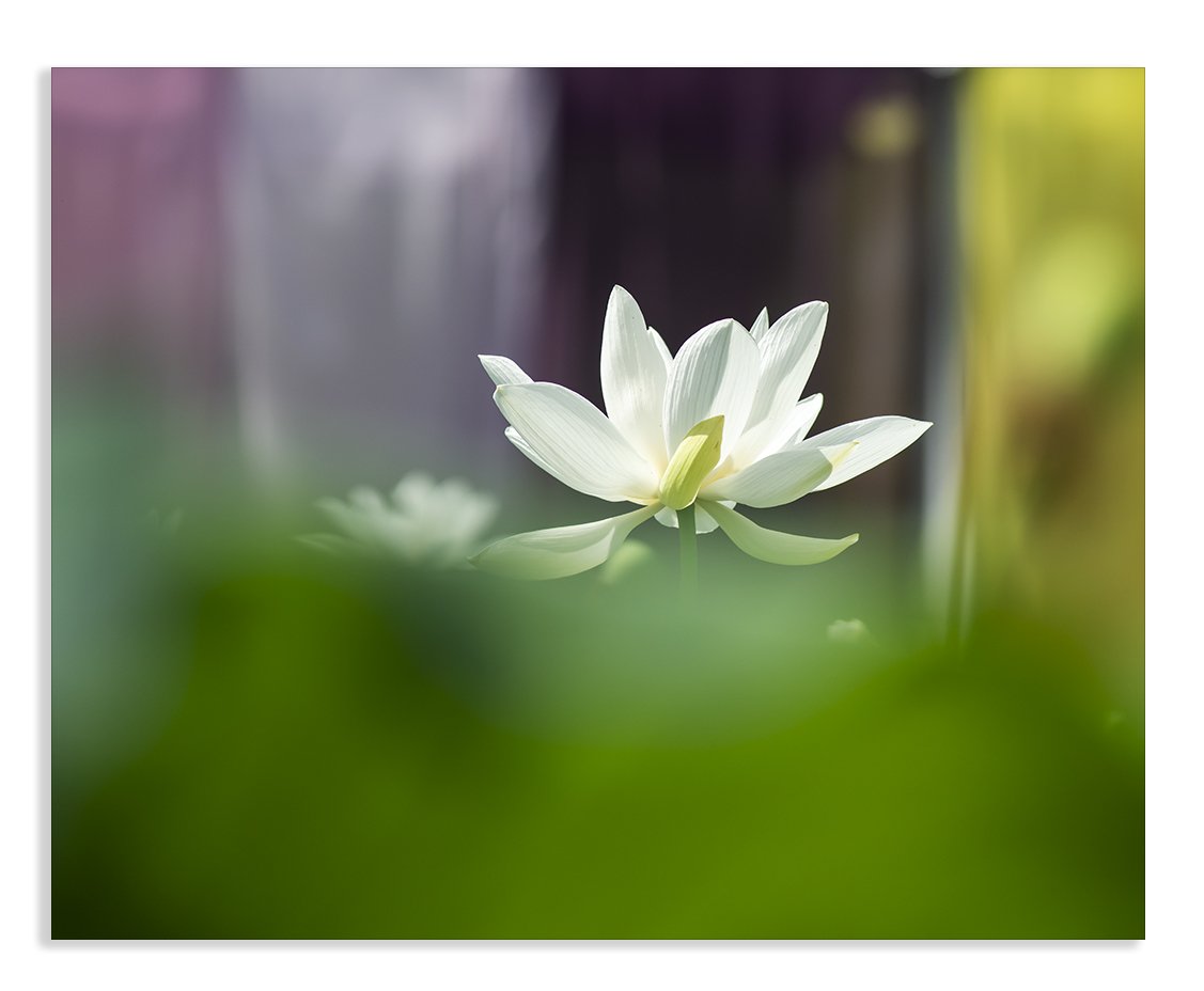 LMJ_5273@.jpg : 백연