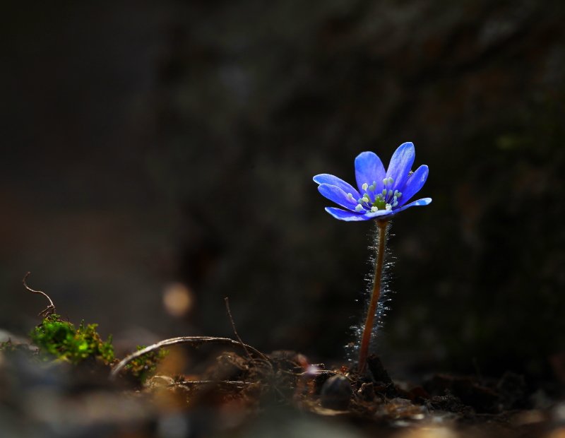 IMG_2386.JPG : 청노루귀