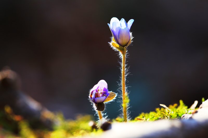 IMG_2224.JPG : 청노루귀