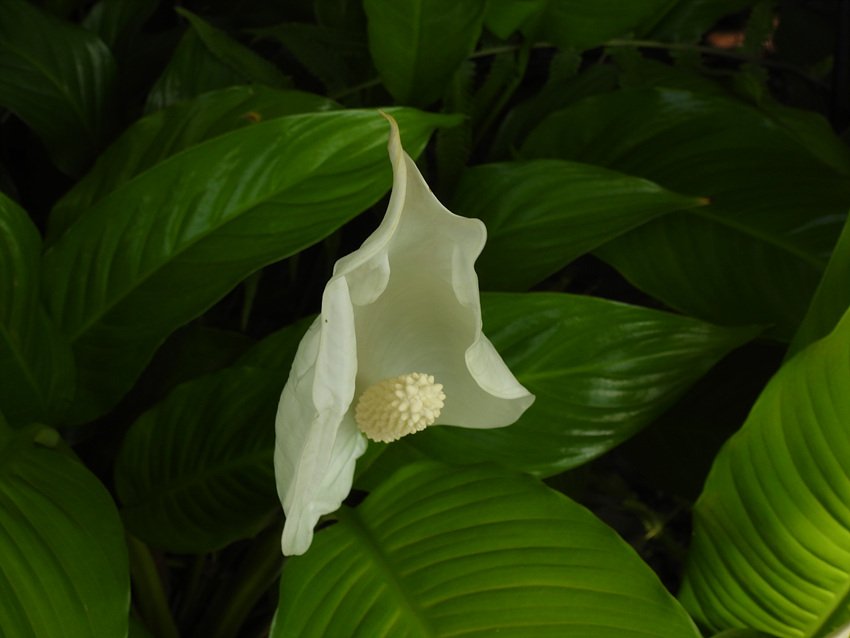 DSCN7239.jpg : 물향기수목원의 봄내음 DSCN7239.jpg : 물향기수목원의 봄내음