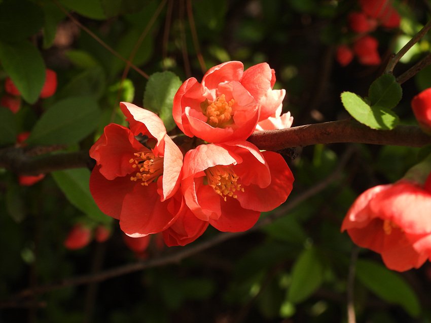 DSCN7155.jpg : 물향기수목원의 봄내음 DSCN7155.jpg : 물향기수목원의 봄내음