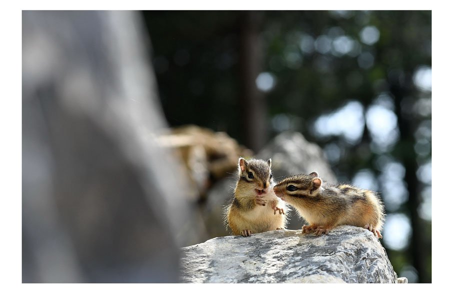 다람쥐2.jpg : 그들의대화