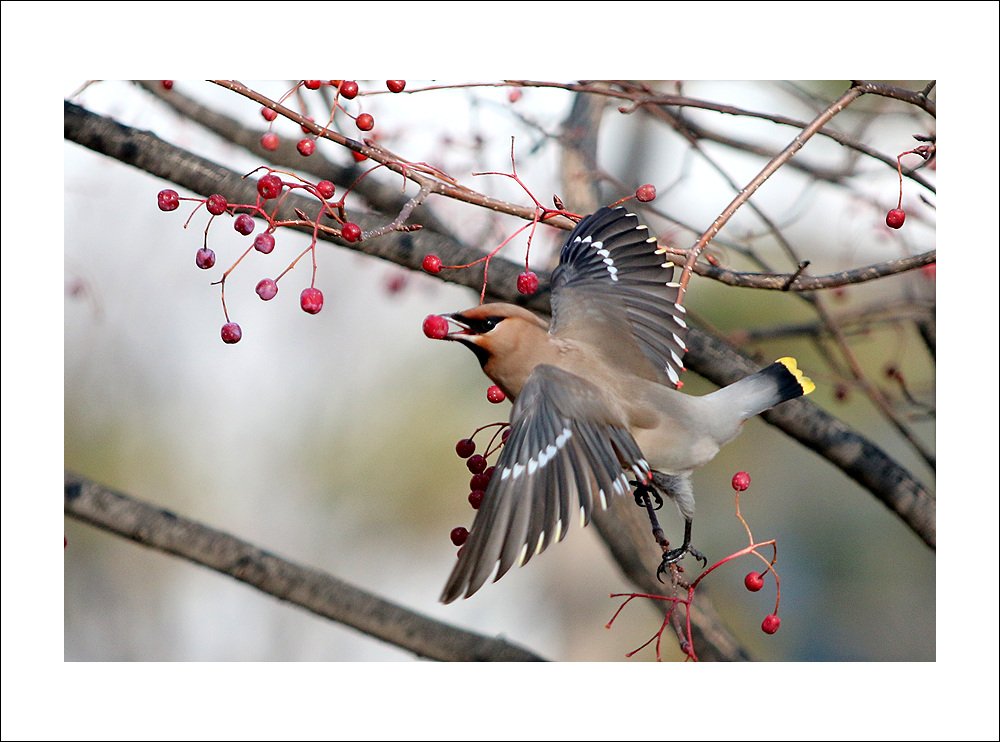 IMG_4211.jpg : 황여새(꼬리깃이 황색)