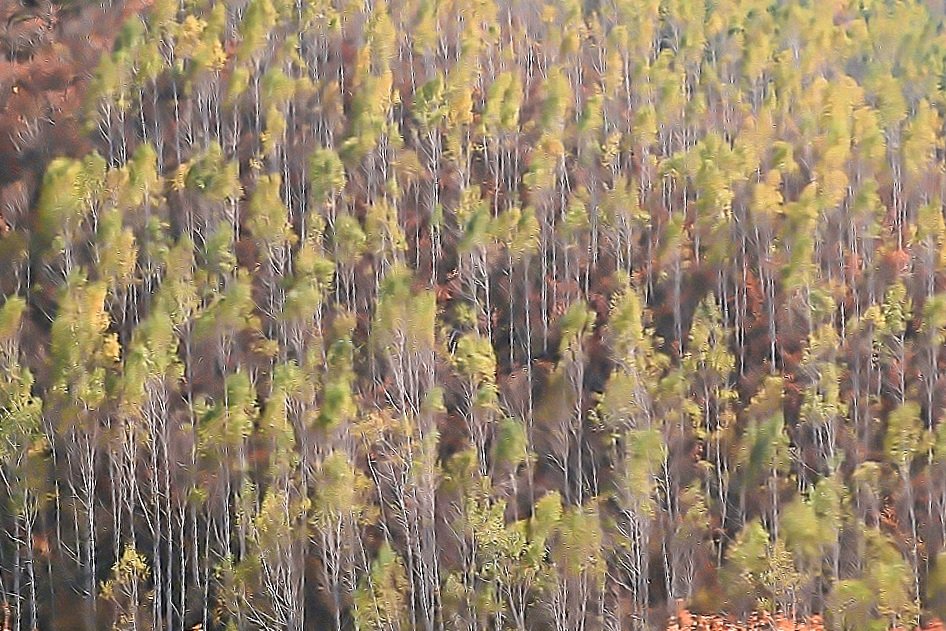 049A0114-20201024-20201024.jpg : 자적나무