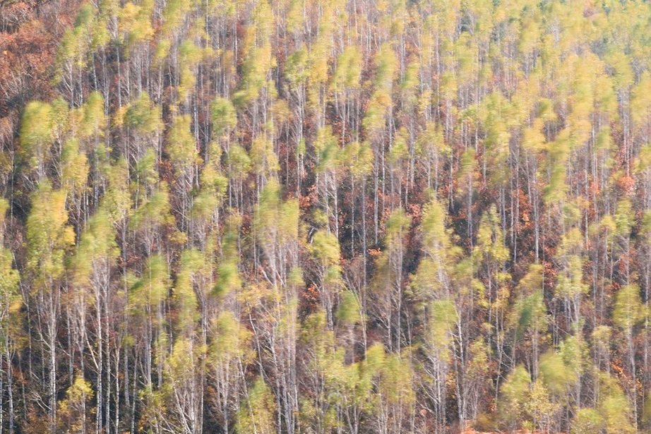 049A0113-20201024.jpg : 자적나무