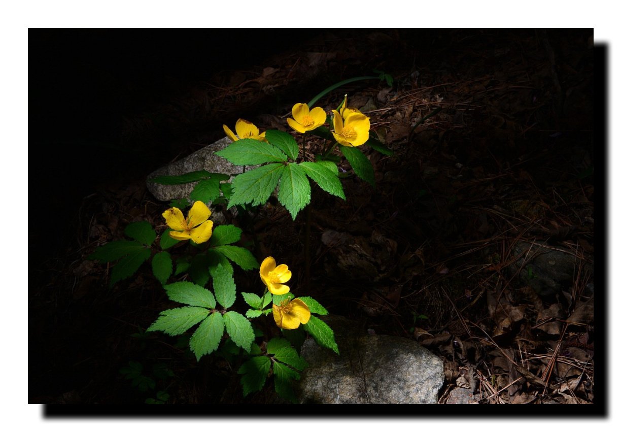 IMG_20210419_073455.jpg : 앵초&피나물 IMG_20210419_073455.jpg : 앵초&피나물