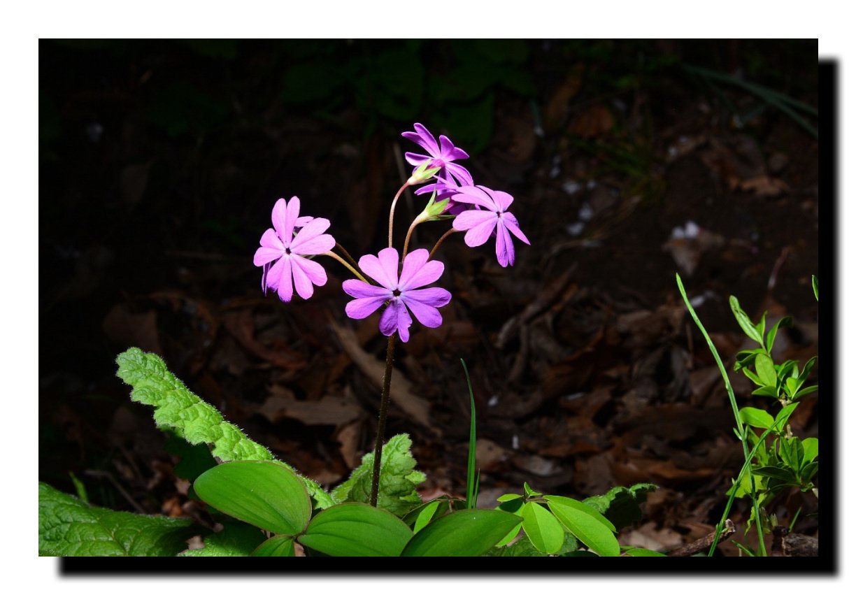 IMG_20210419_073532.jpg : 앵초&피나물 IMG_20210419_073532.jpg : 앵초&피나물