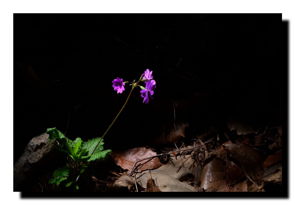 IMG_20210419_073652.jpg : 앵초&피나물 IMG_20210419_073652.jpg : 앵초&피나물