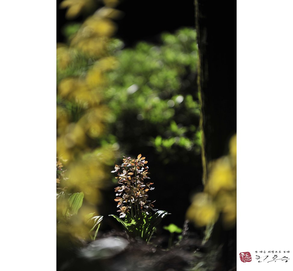 _DSC4329 사본.jpg : 한라새우란