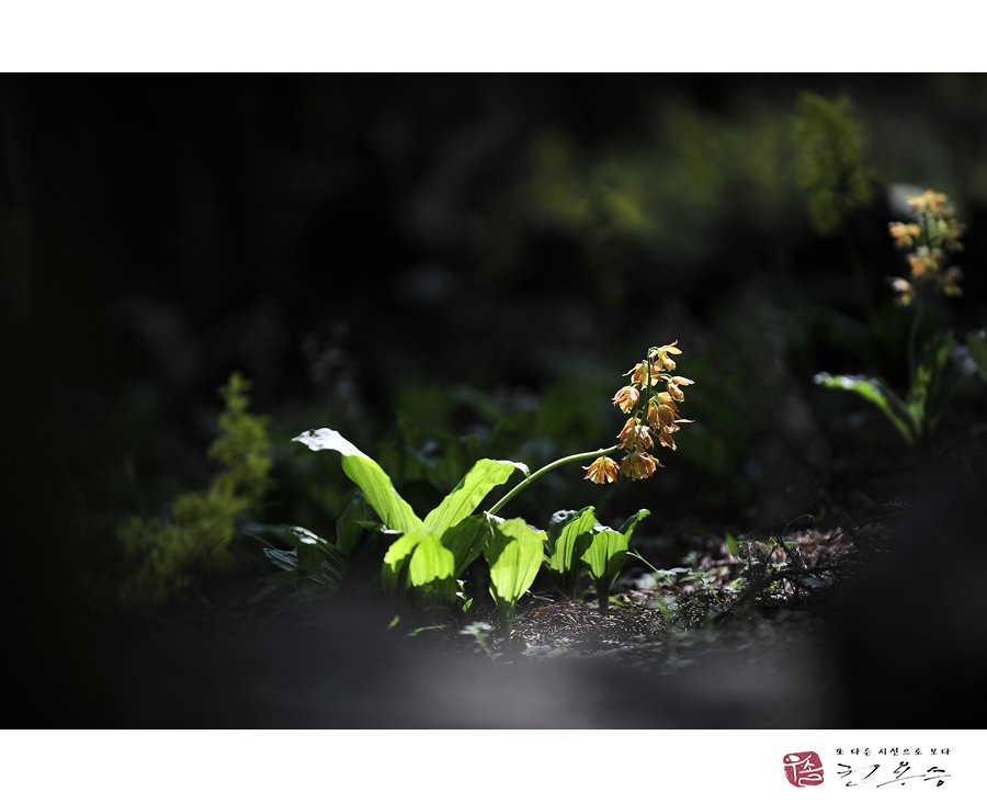 _DSC4269.jpg : 한라새우란