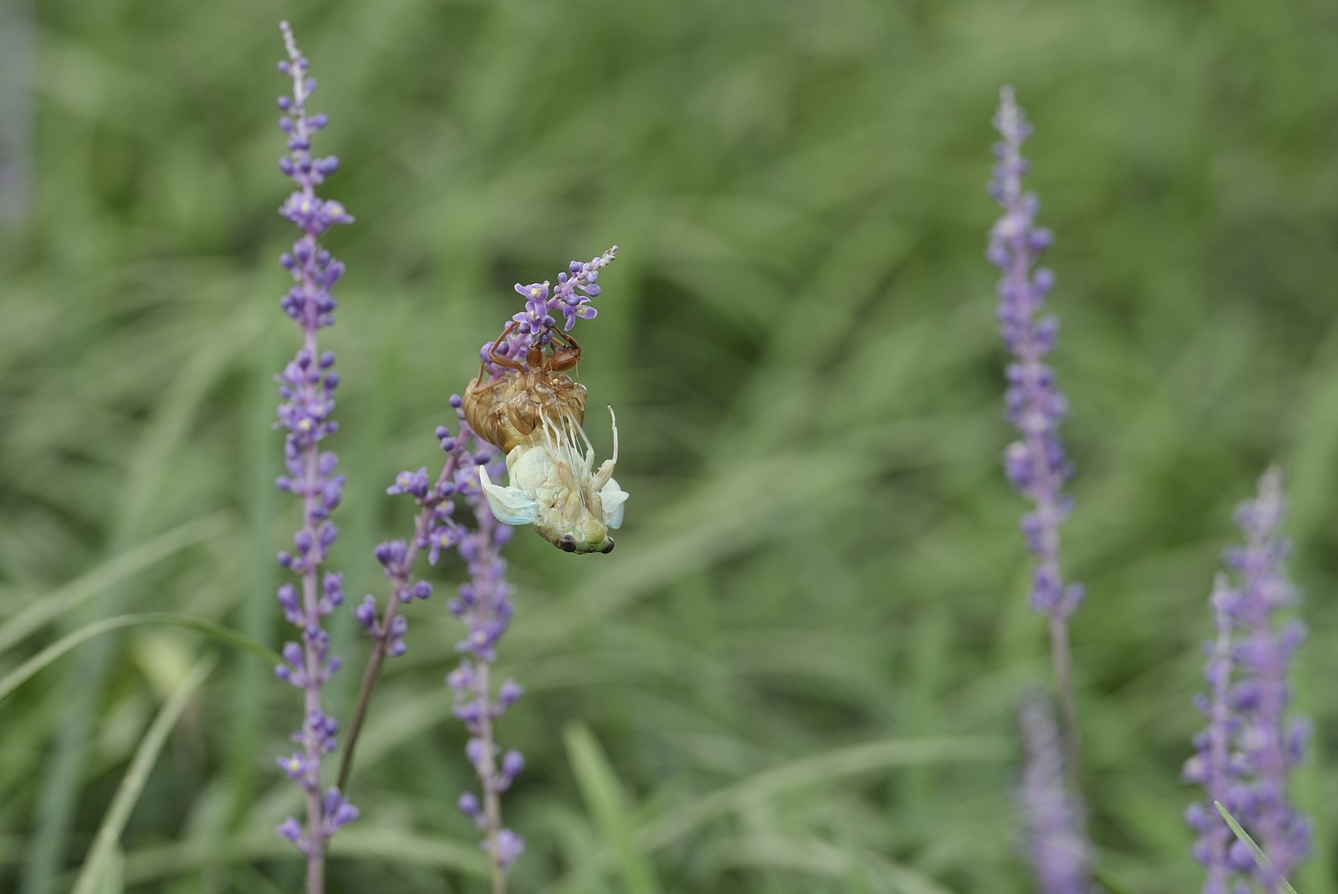 _DSC6467_00114.jpg : 탈피-어제 득템했습니다.