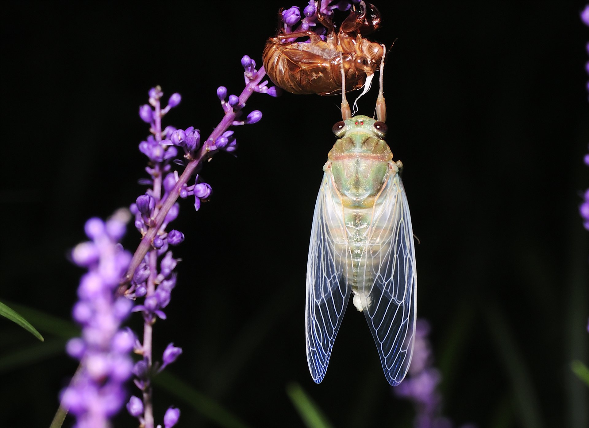_DSC6692_00139.jpg : 탈피-어제 득템했습니다.