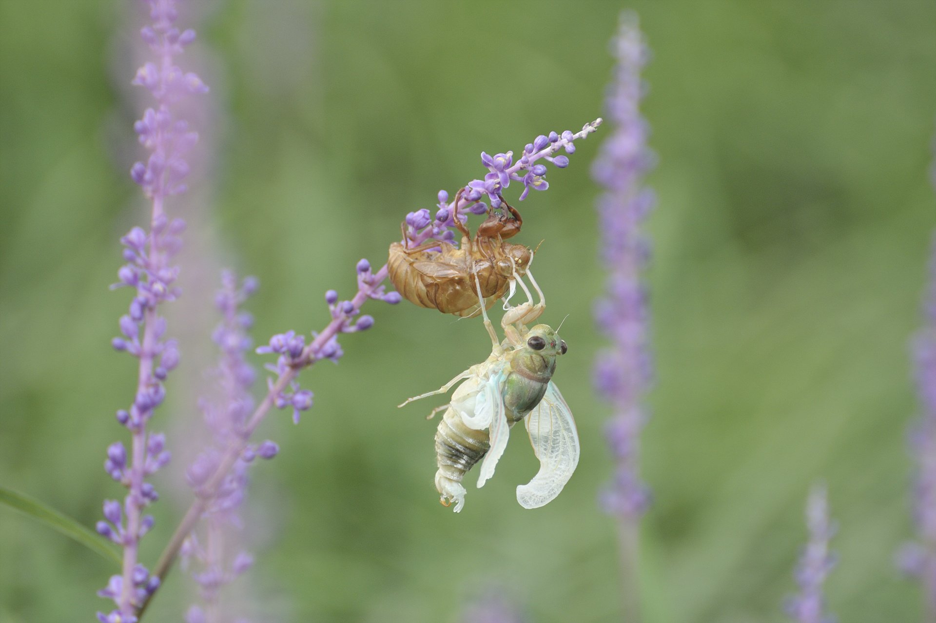 _DSC6563_00127.jpg : 탈피-어제 득템했습니다.