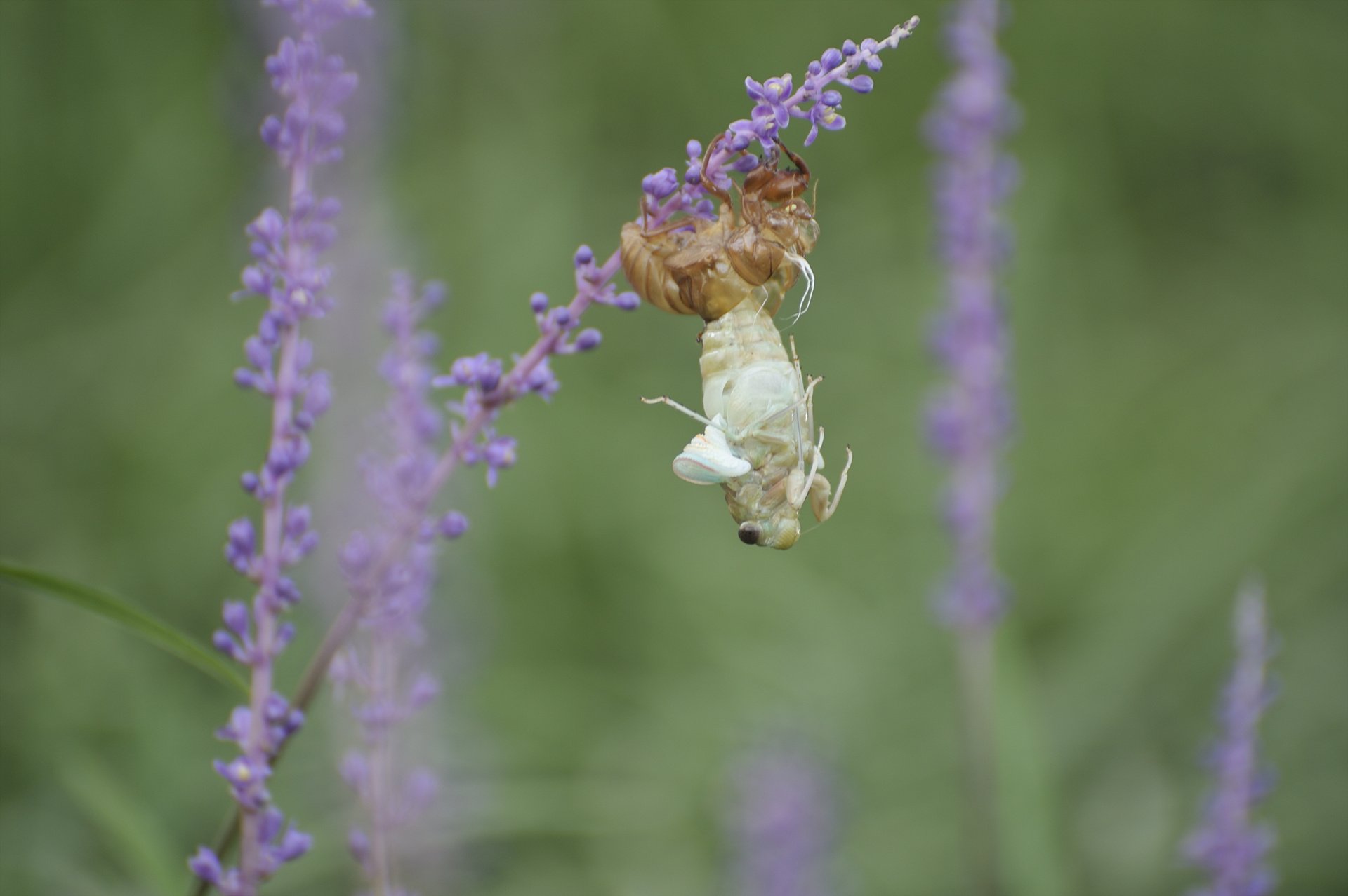 _DSC6504_00118.jpg : 탈피-어제 득템했습니다.