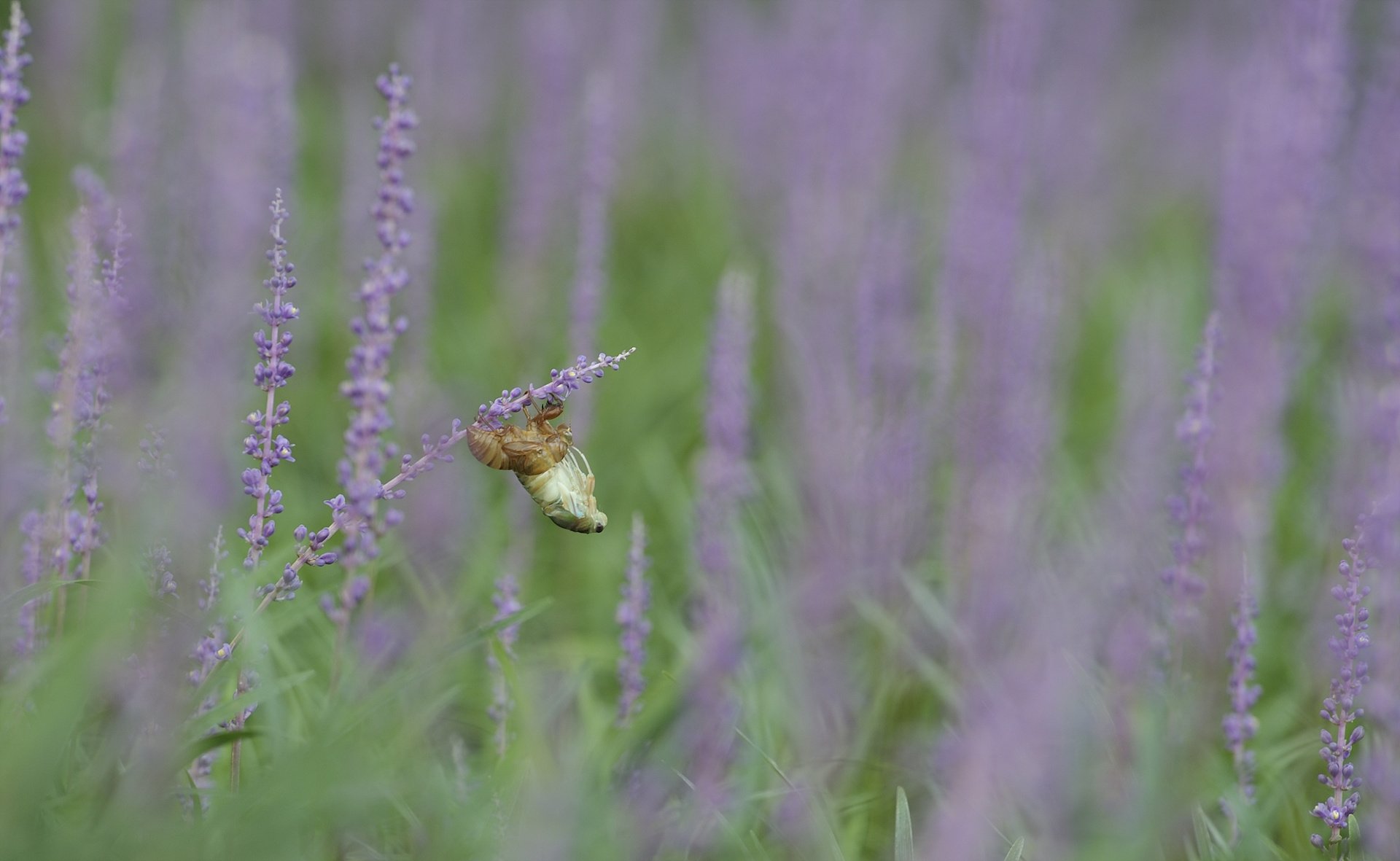 _DSC6464_00113.jpg : 탈피-어제 득템했습니다.