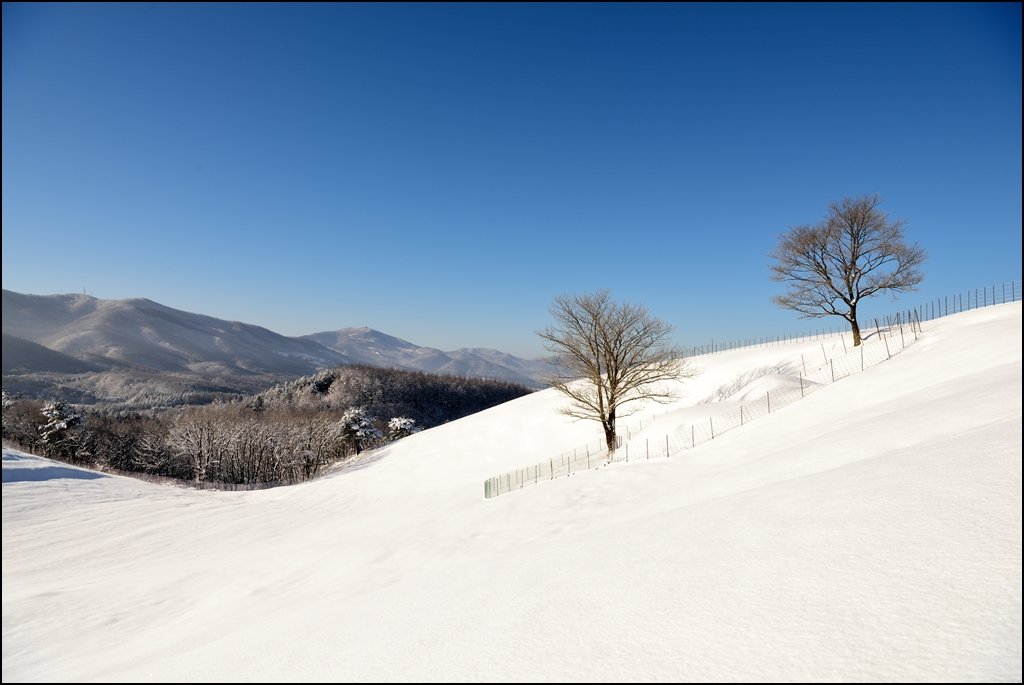 DSC_4549.jpg : 아~~양떼목장